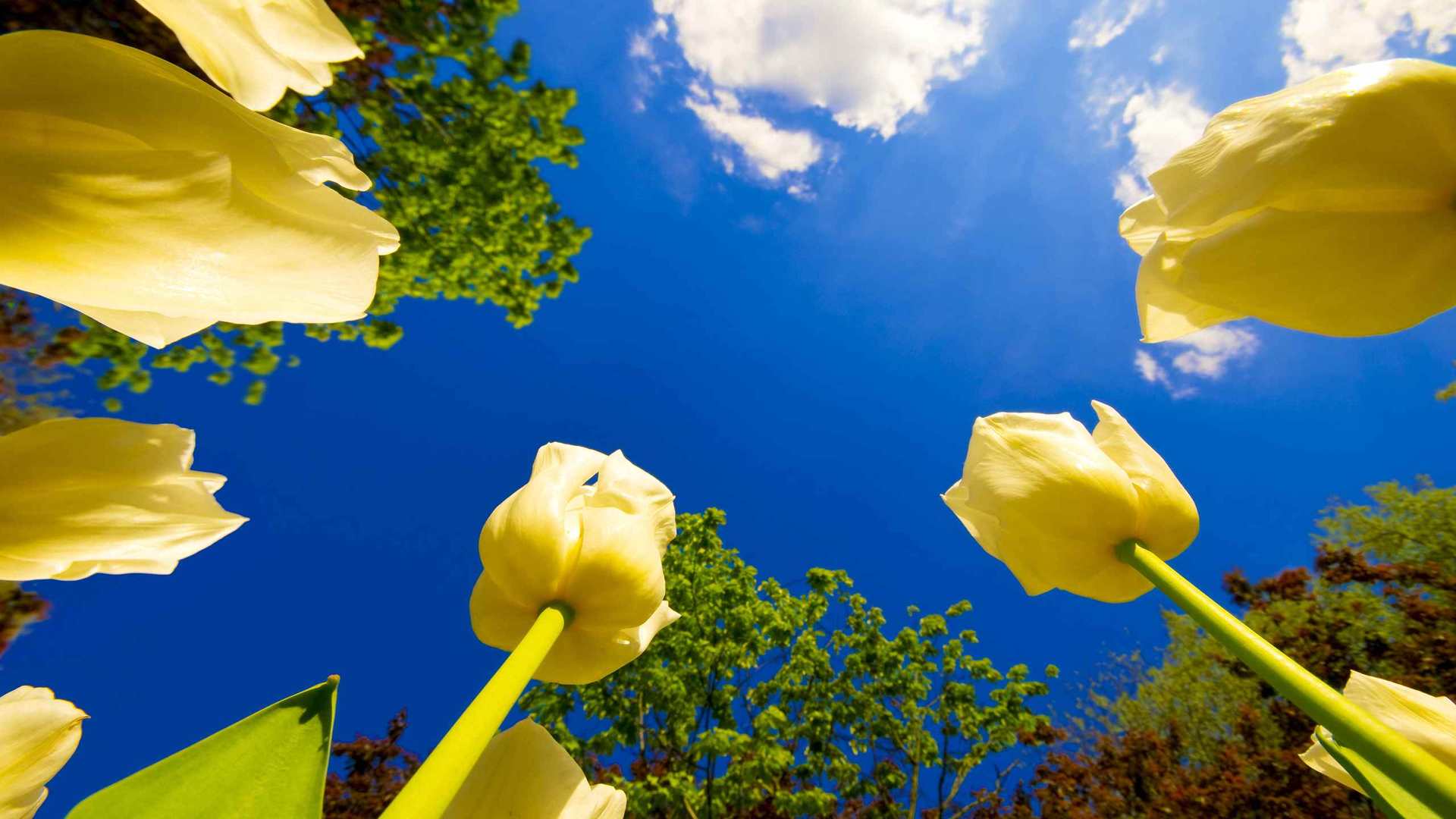 01894_tuliprace_2560x1600 — nature wallpaper