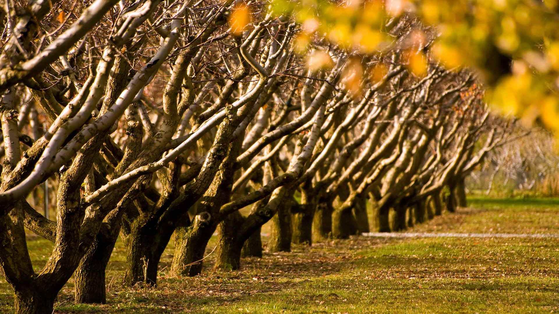 01907_autumntrees_1920x1200 — nature wallpaper