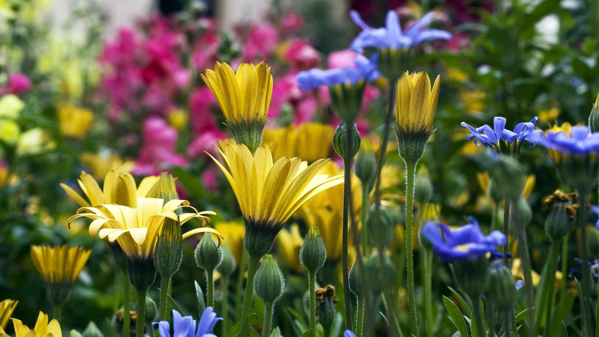 02066_vailflowers_2560x1600 — nature wallpaper