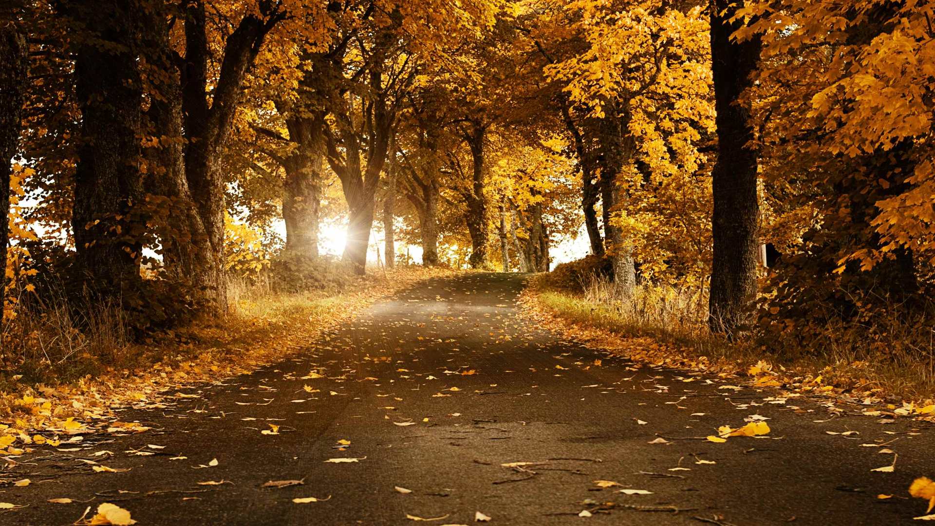 02156_orangedays_2560x1600 — nature wallpaper