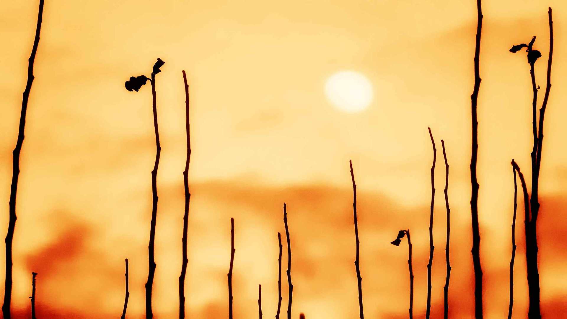 02159_sunset_2560x1600 — nature wallpaper