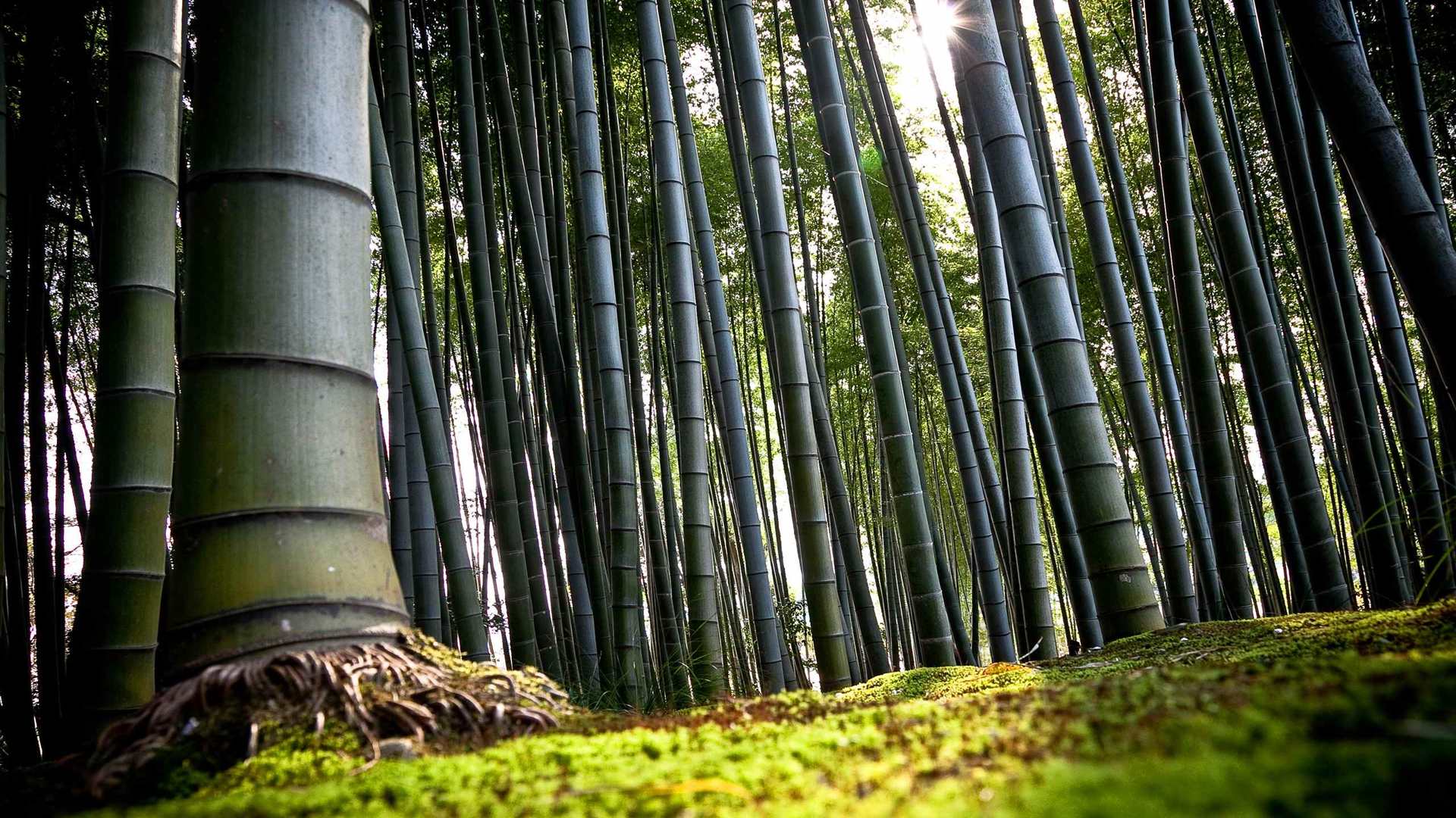 02237_bamboo_2560x1600 — nature wallpaper