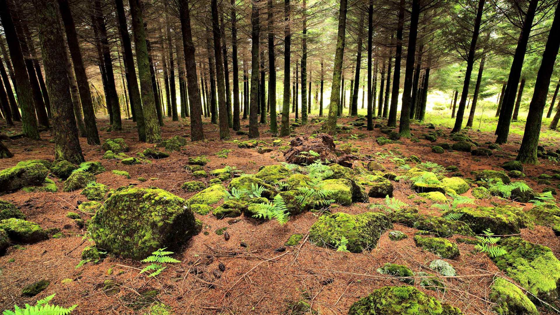02270_mosszone_2560x1600 — nature wallpaper