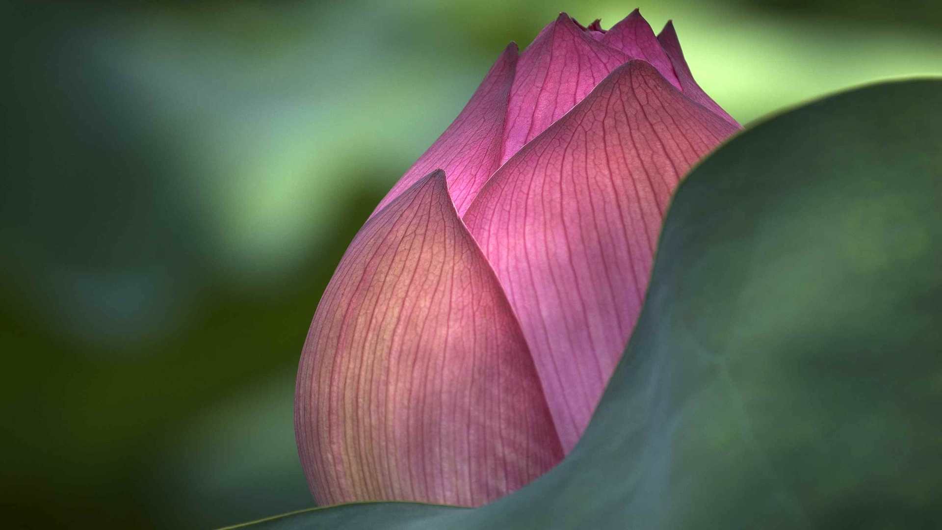 02302_lotusflower_2560x1600 — nature wallpaper