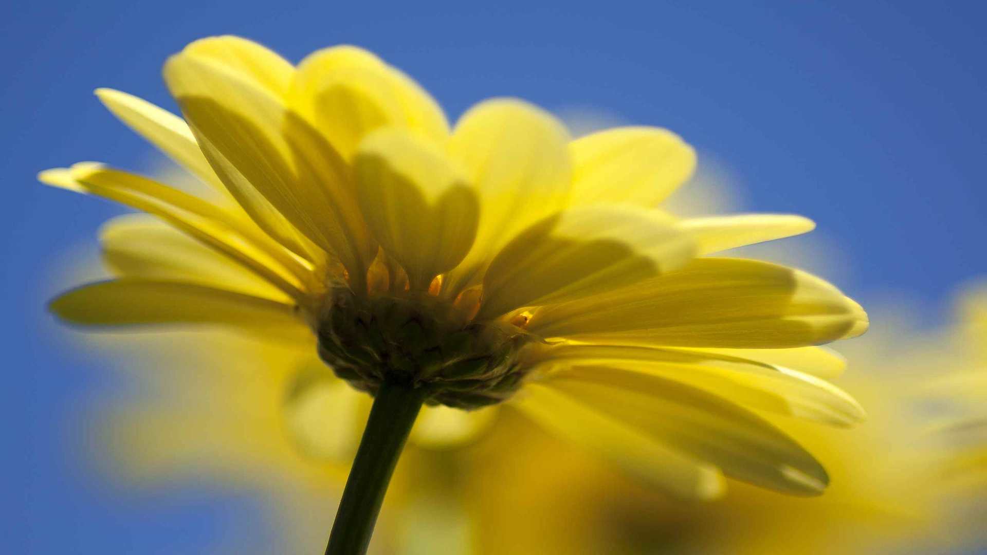 02303_yellowone_2560x1600 — nature wallpaper