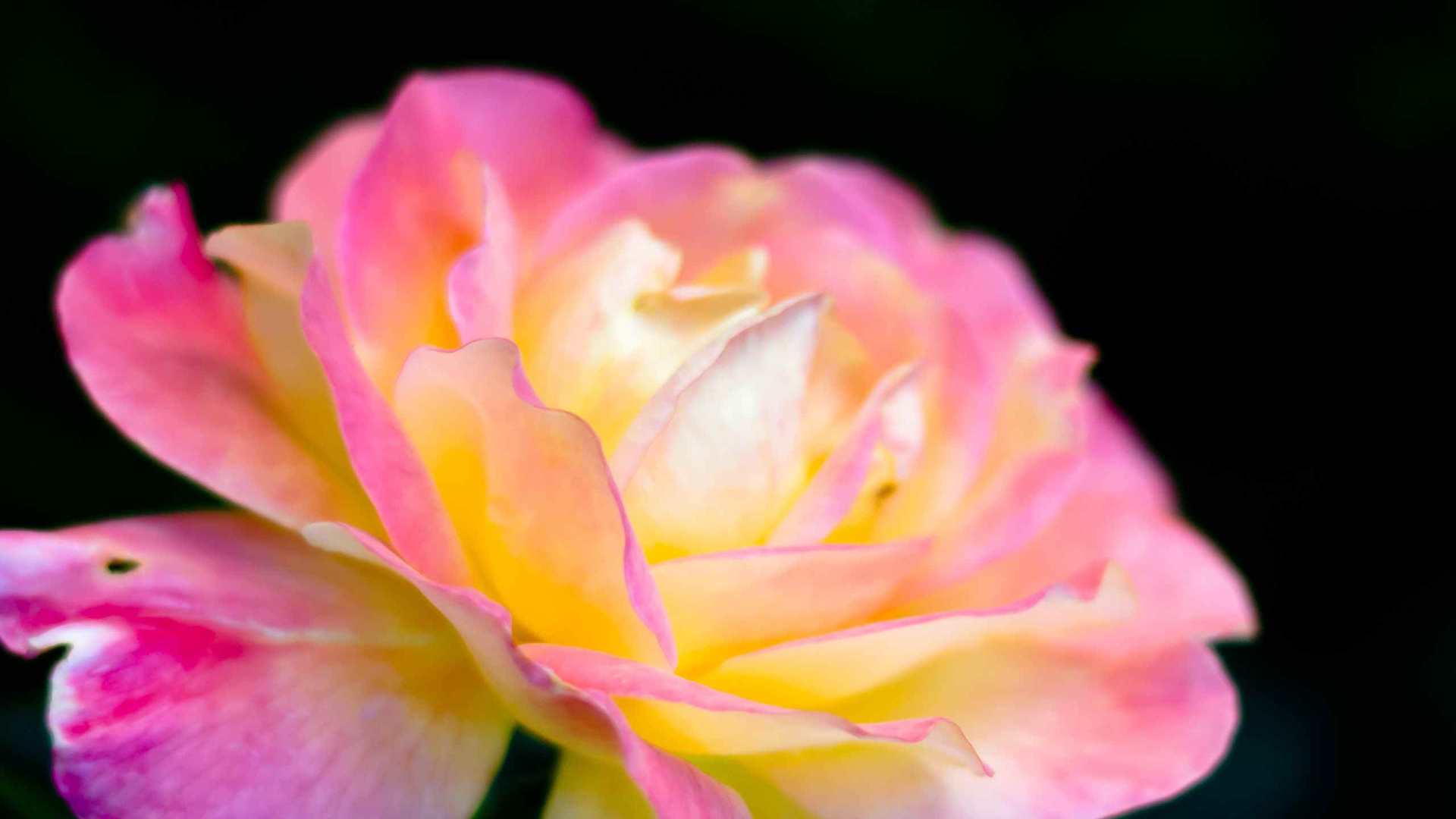 02322_iridescence_2560x1600 — nature wallpaper
