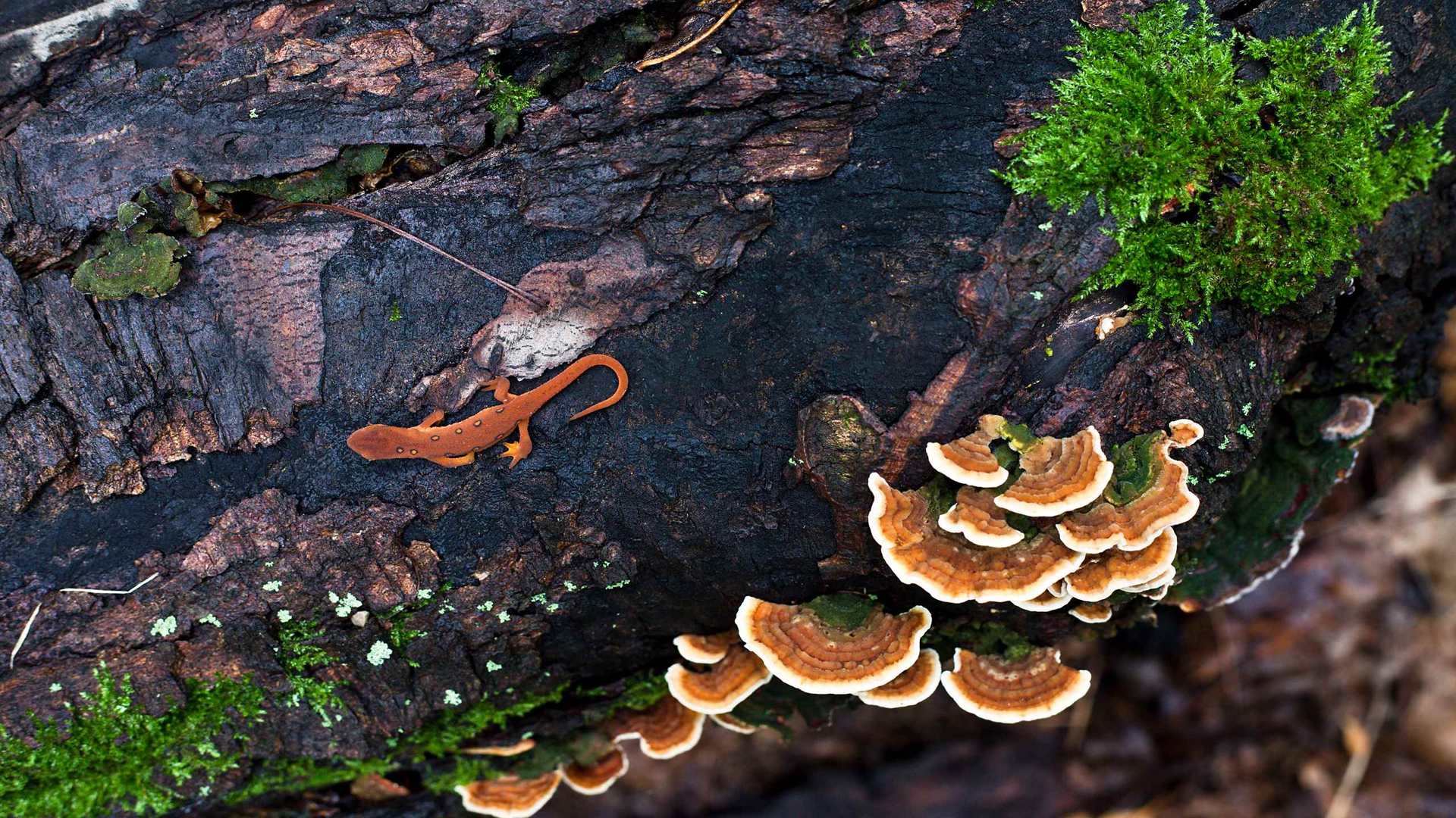 02357_earthenlizard_2560x1600 — nature wallpaper