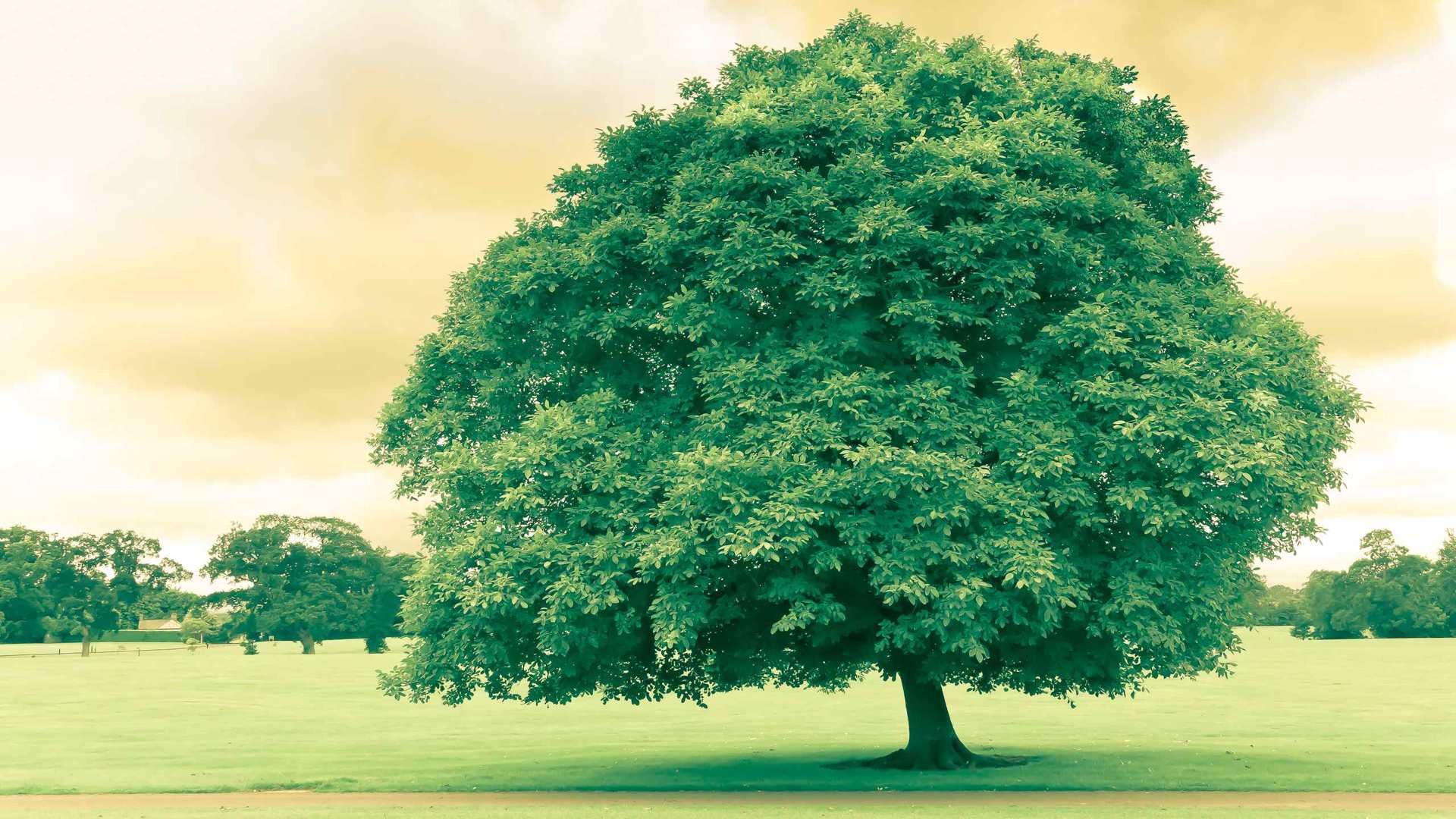 02361_greentreeinireland_2560x1600 — nature wallpaper