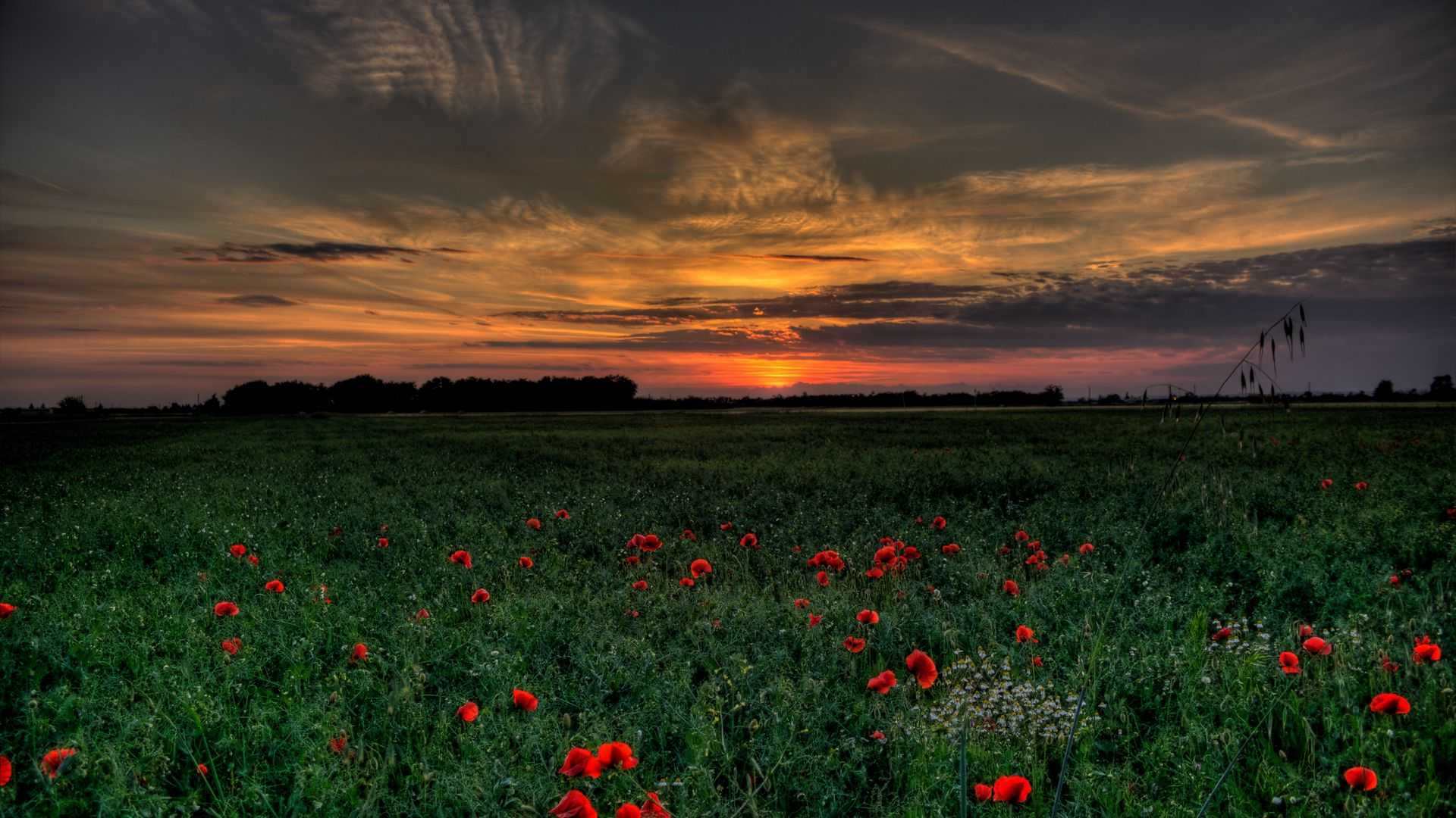zakat_pole_maki_peyzazh_86153_1920x1080 — suset wallpaper