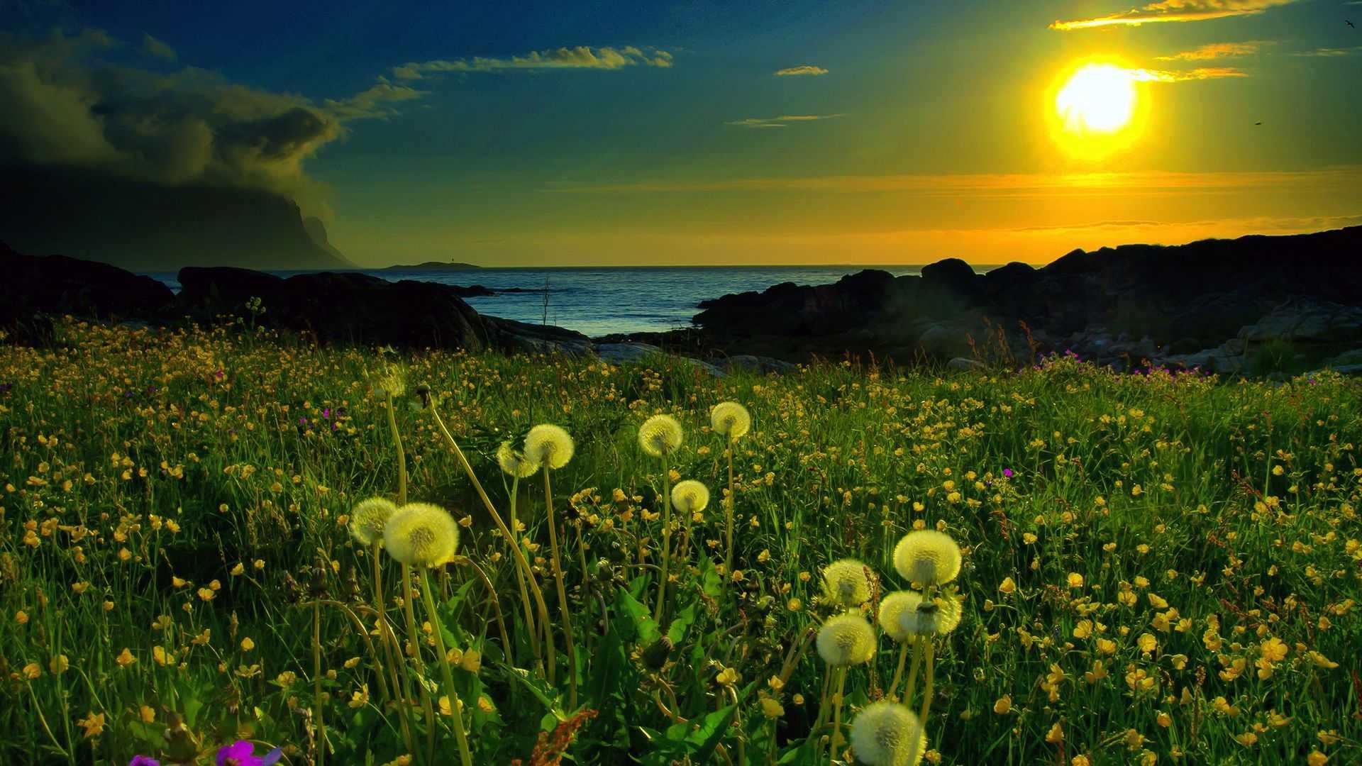 zakat_solnce_oduvanchiki_pole_cvety_47979_1920x1080 — suset wallpaper